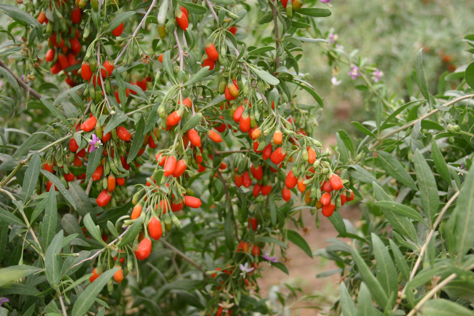 Des images de diffrentes plantes